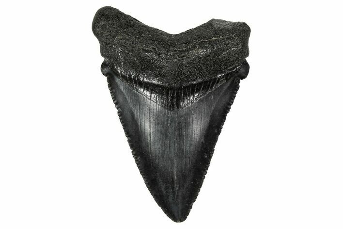 Serrated, Juvenile Megalodon Tooth - South Carolina #340473